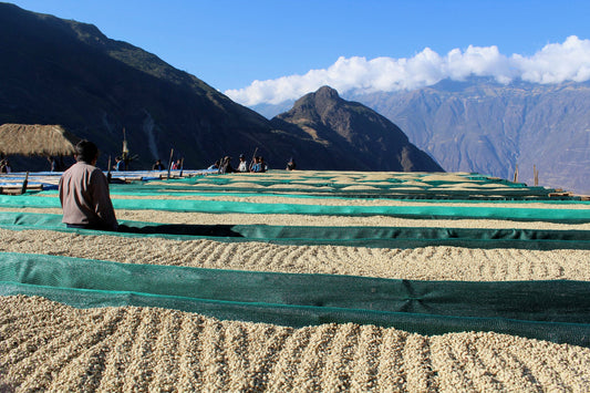 Peru Lucio Luque Geisha (150g) - Coffee Cycle Roasting
