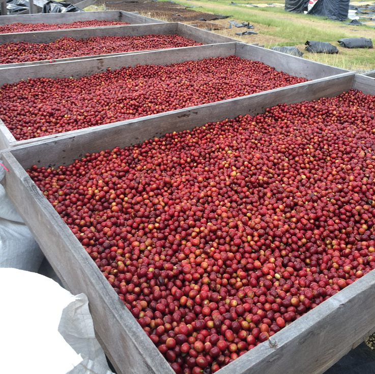 Nicaragua Gold Mountain Natural (150g) - Coffee Cycle Roasting