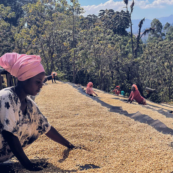 Ethiopia Nensebo (250g)