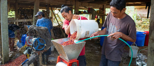 Sulawesi Tana Luwu Tibussan Village Washed (250g) - Coffee Cycle Roasting